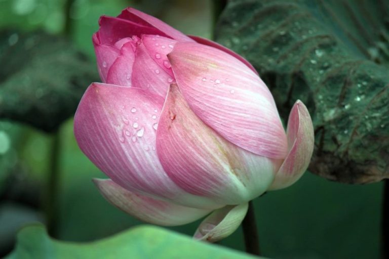 Verschillende soorten vijverdecoratie vergelijken voor je tuin